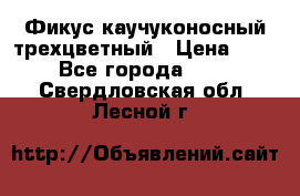 Фикус каучуконосный трехцветный › Цена ­ 500 - Все города  »    . Свердловская обл.,Лесной г.